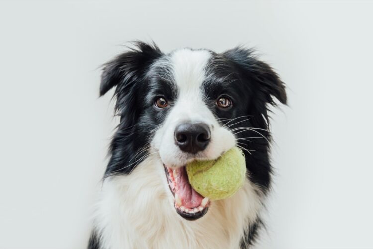 Tennis Ball For Dogs