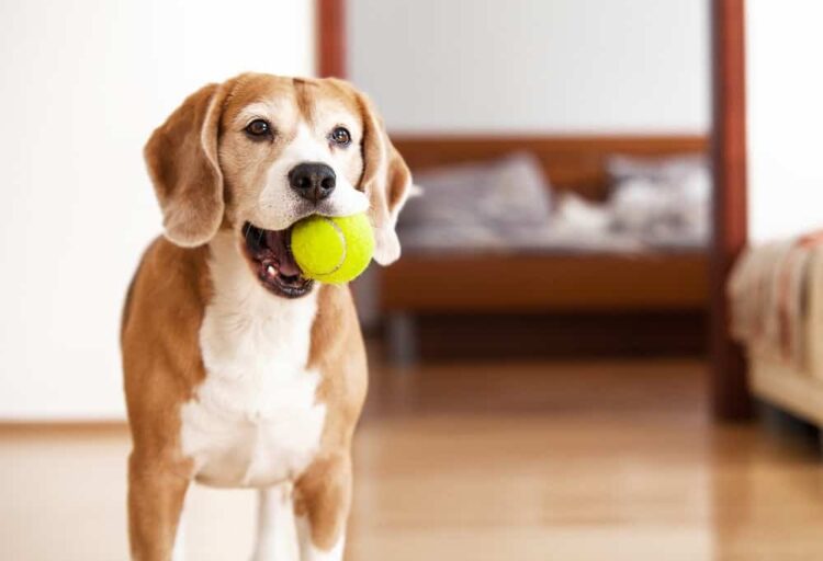 safe balls for dogs