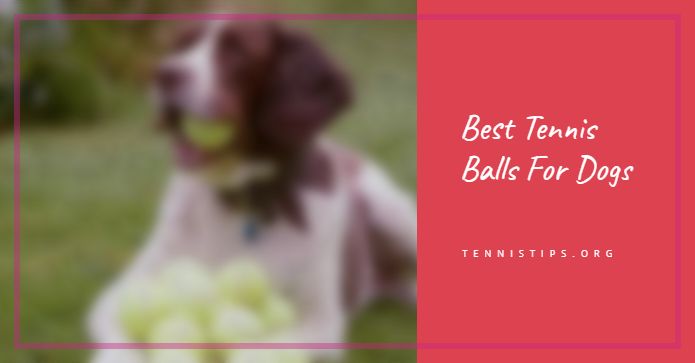 Best Tennis Balls For Dogs