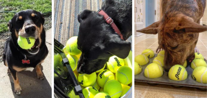 Penn Pressureless Tennis Balls