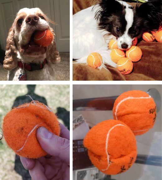 Balles de tennis pour chien de Woof Sports