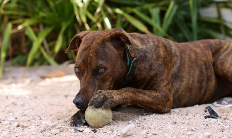 balle de tennis chien