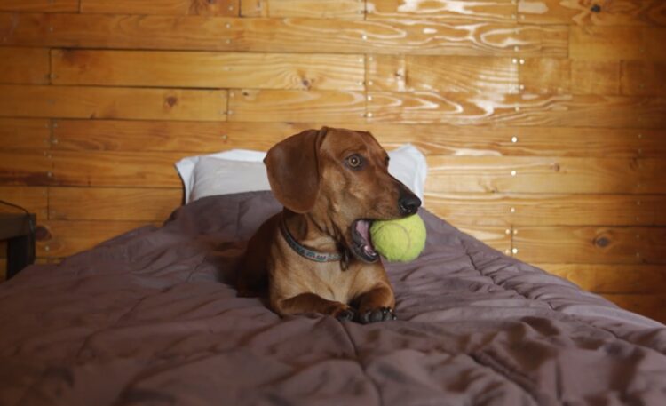 palla da tennis giocattolo per cani