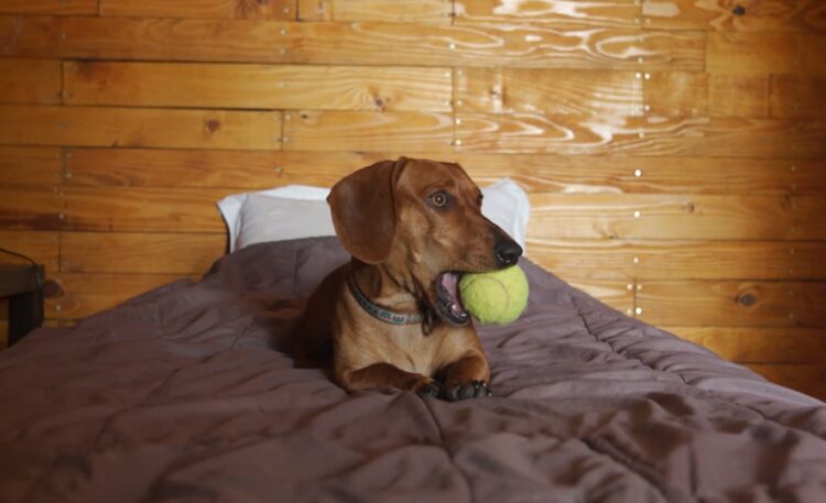 dogs tennis ball toy