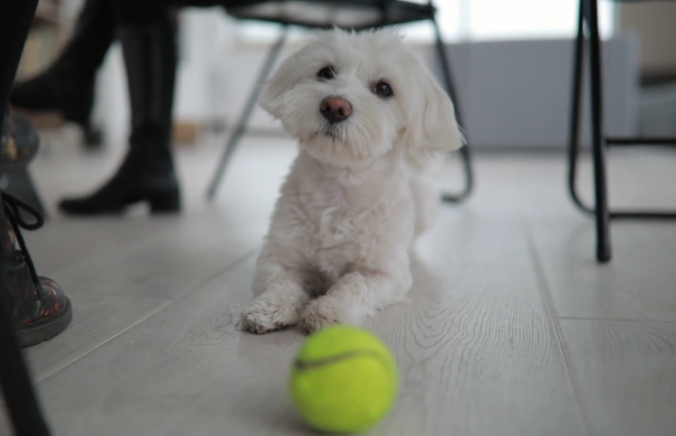 perros pelota de tenis juguetes