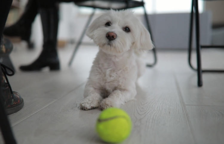 honden tennisbal speelgoed