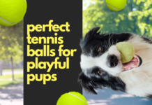 perfekta tennisbollar för lekfulla valpar