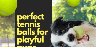 palline da tennis perfette per cuccioli giocosi
