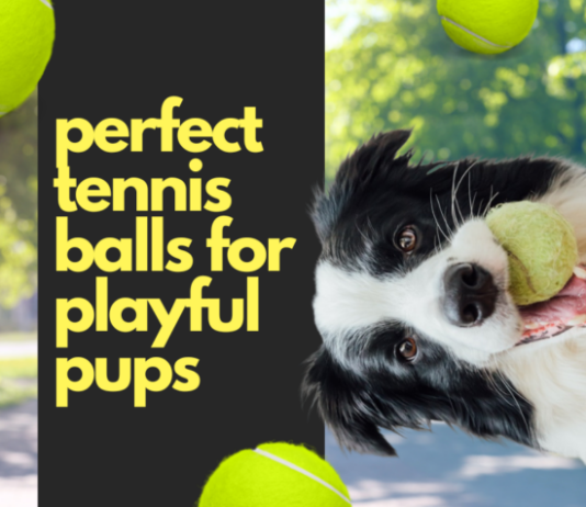 balles de tennis parfaites pour les chiots joueurs